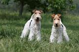 FOX TERRIER 630